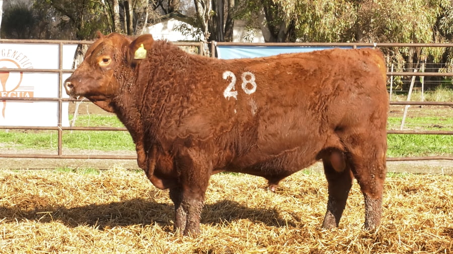 Lote TOROS ANGUS COLORADOS PC
