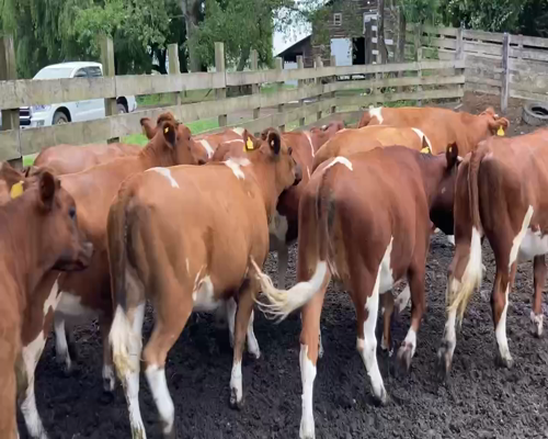 Lote 22 Vaquilla Engorda en Puerto Octay, X Región Los Lagos