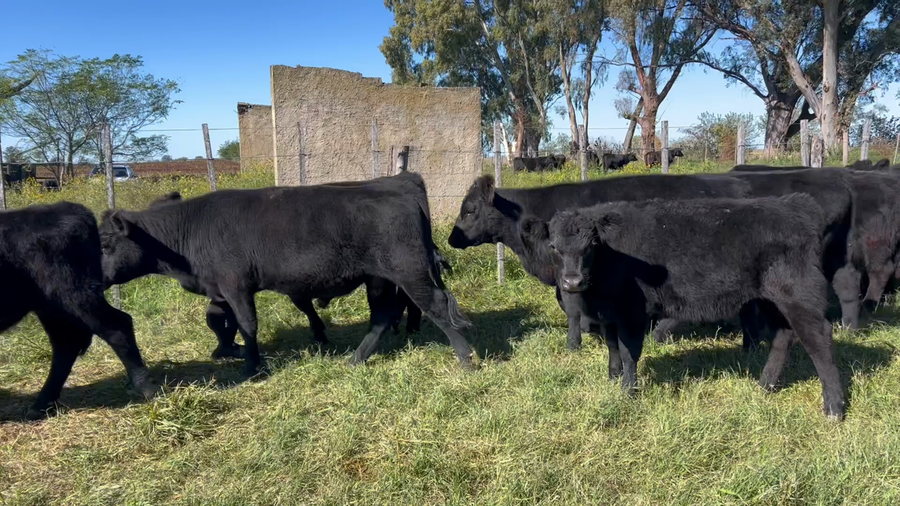Lote 40 Terneros/as en Buenos Aires, Lincoln