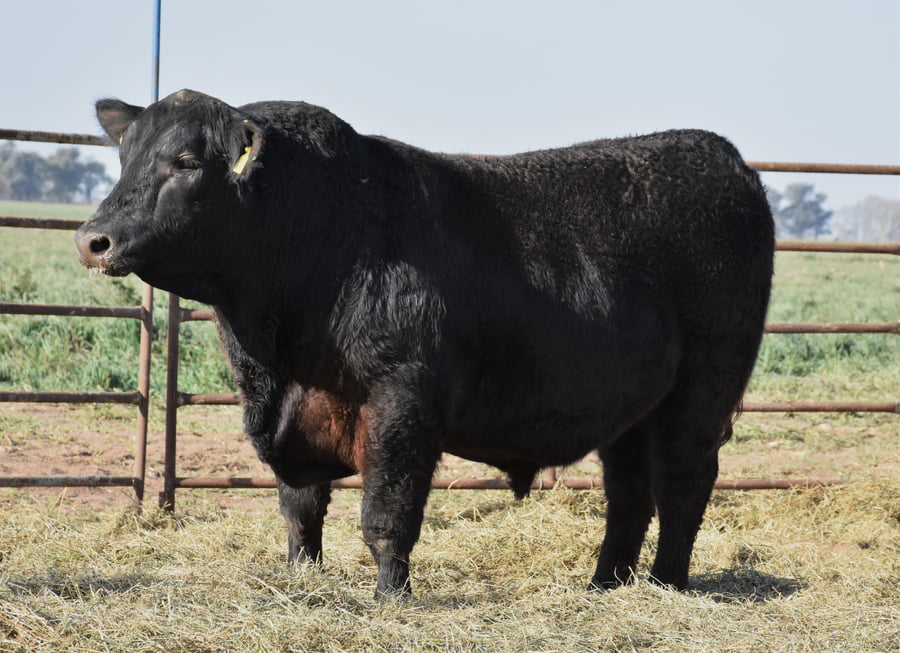 Lote TOROS (Corral 11)