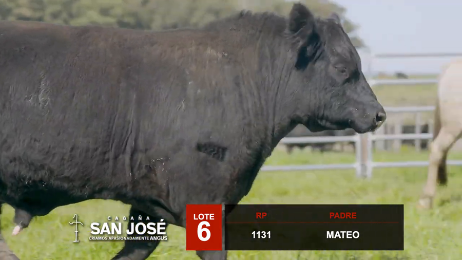 Lote 3 Toros a remate en Hereford de Iguarán, Flores