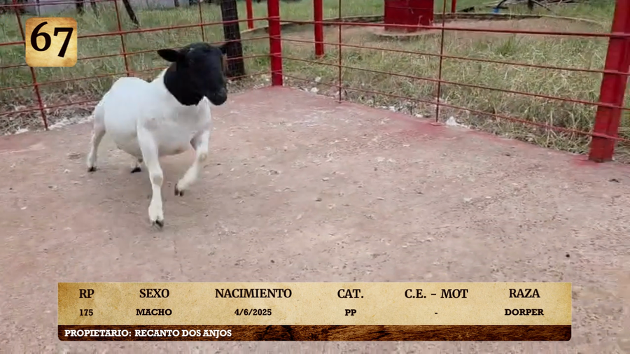 Lote LOTE 67