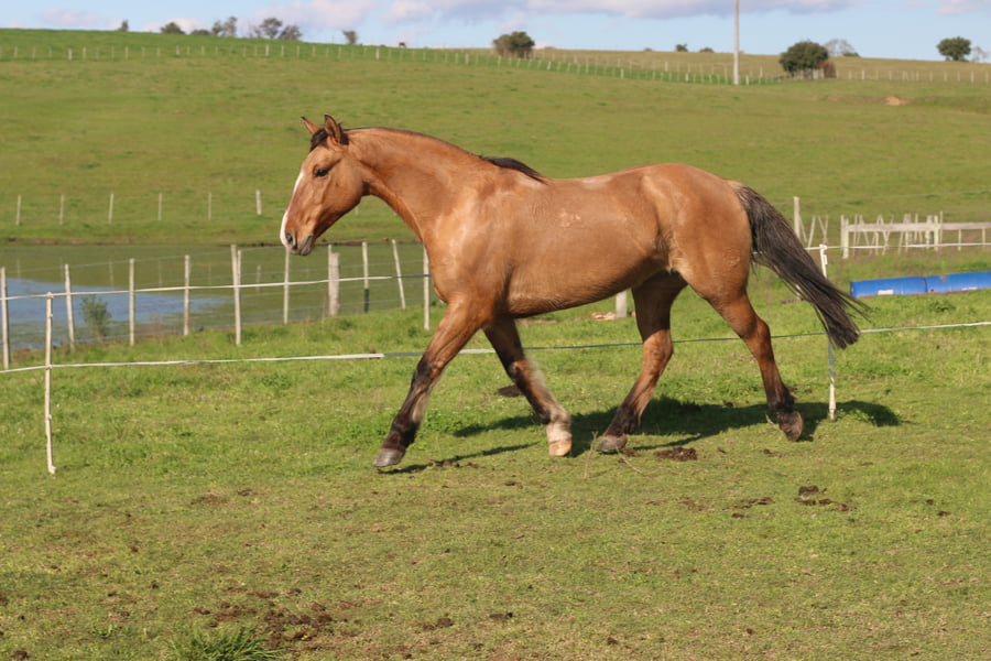 Lote CARTUCHERA DEL CONVENTOS