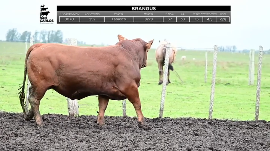 Lote Toros a remate en La Magdalena y San Carlos, Artigas
