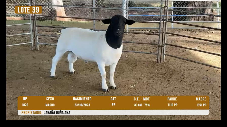 Lote LOTE 39