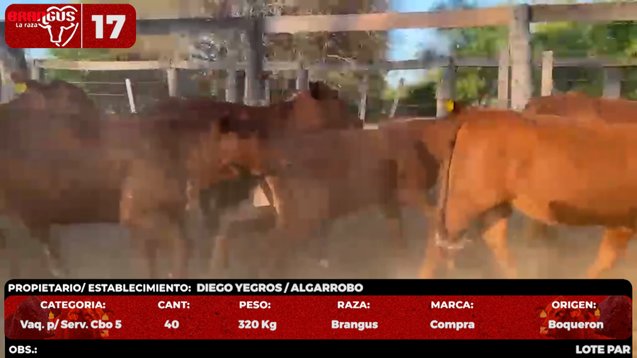 Lote LOTE 17 - POR PANTALLA