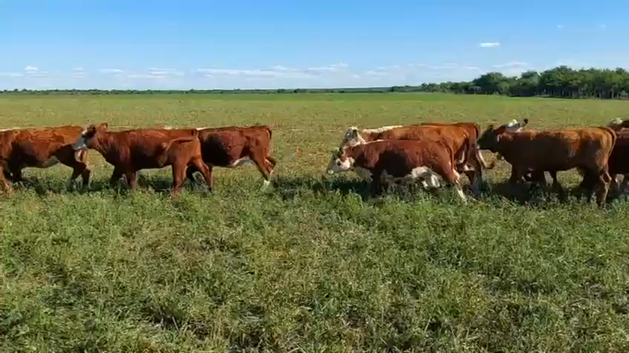 Lote 70 Terneras