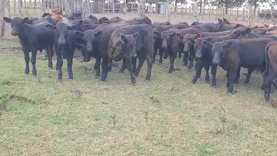 Lote 120 Terneros/as en Entre Ríos, Villaguay