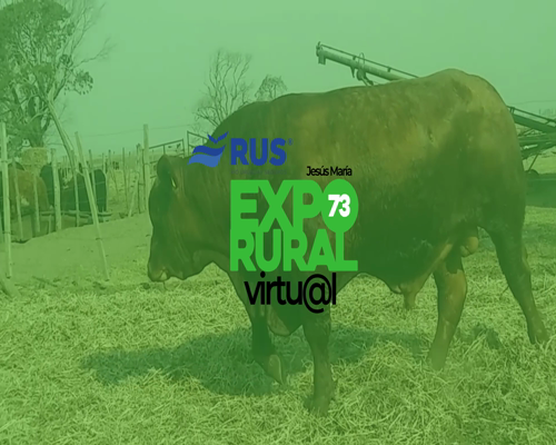 Lote TORO BRANGUS REG. DEFINITIVO