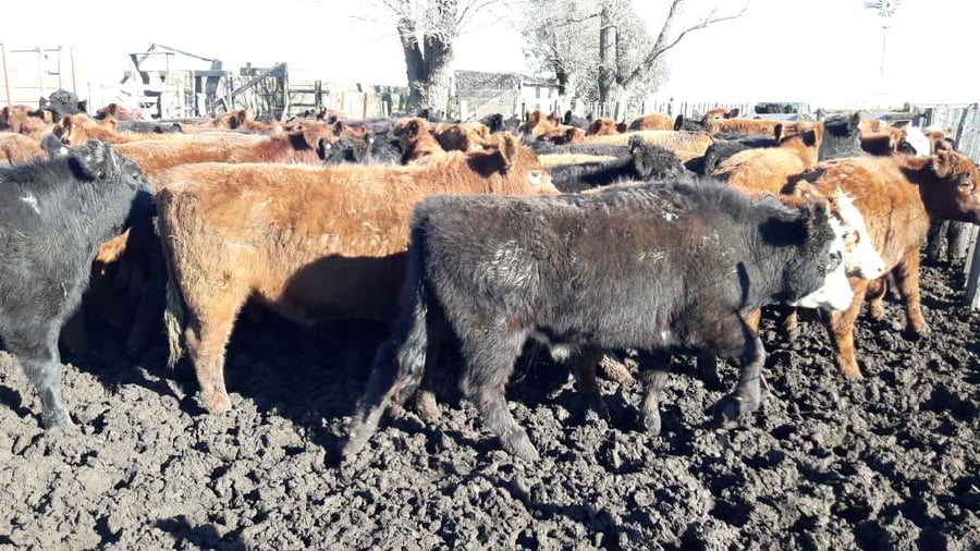 Lote 65 Terneros en Gral. Lamadrid, Buenos Aires