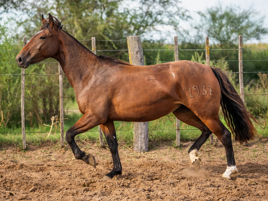 Lote Mañanera Pituca