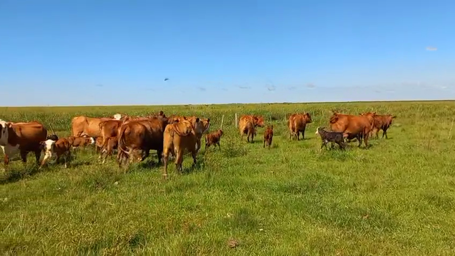 Lote 130 Terneros/as en Corrientes, Ituzaingó