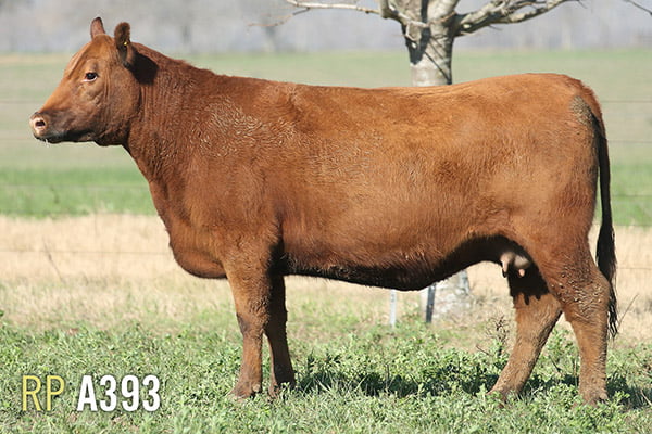 Lote 4 VACAS PREÑADAS PURAS DE PEDIGREE