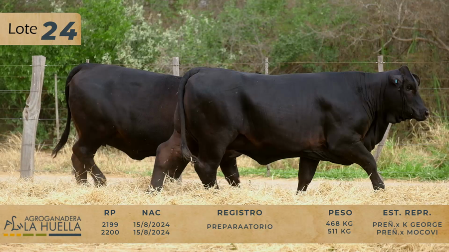 Lote LOTE 24
