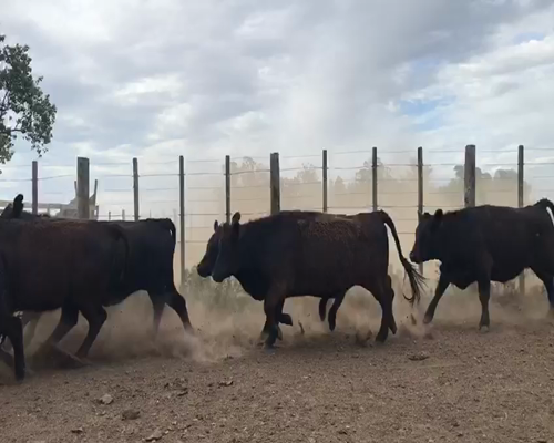 Lote 65 Terneras Angus Negras P/ Madre, Marca Liquida, en Maipú, PBA.-