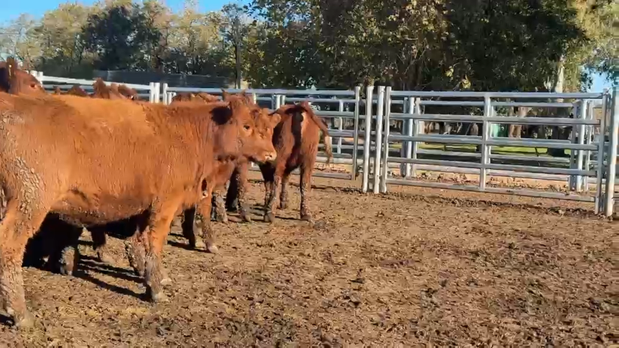 Lote 150 Vaquillonas