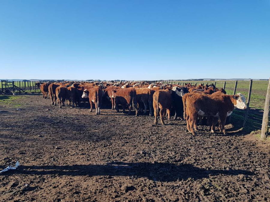 Lote 65 Terneros en Benito Juárez, Buenos Aires