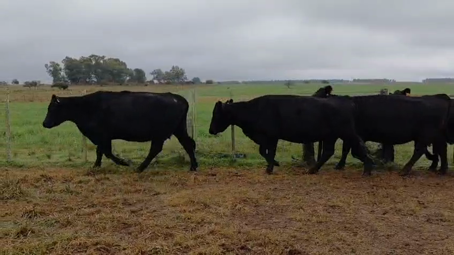 Lote VACAS INVERNAR