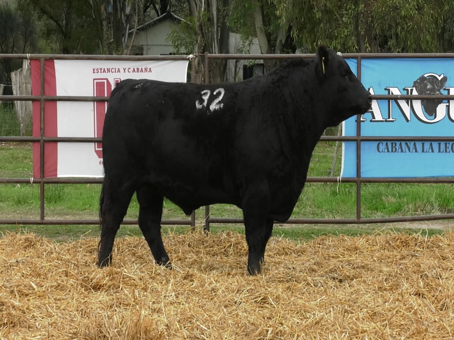 Lote TOROS ANGUS NEGROS PC