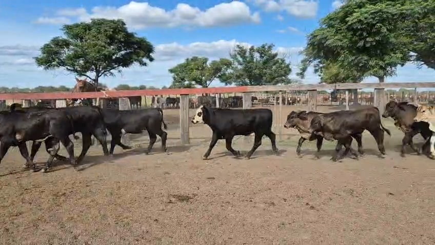 Lote 47 Terneros en Corrientes, Curuzu Cuatia