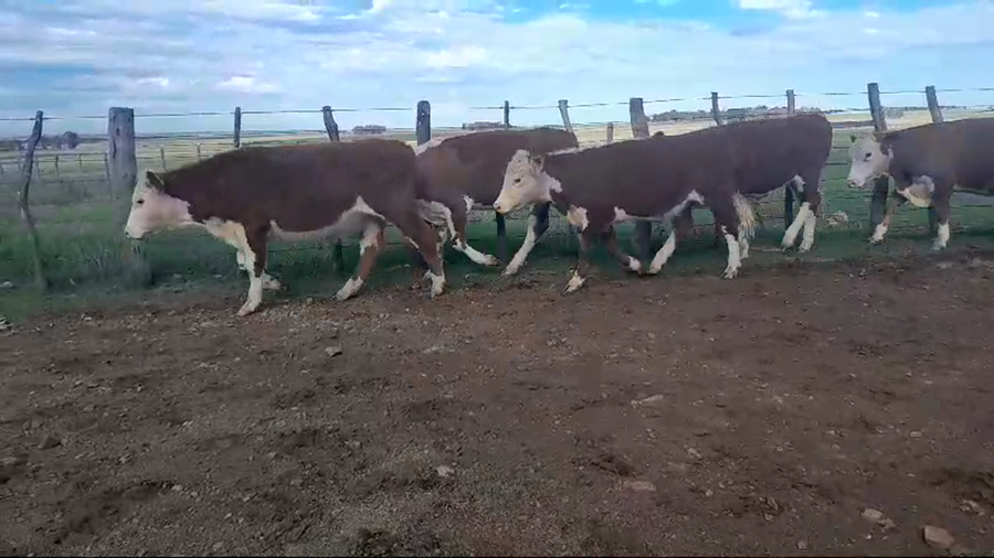 Lote 20 Novillos 1 a 2 años 20 HE a remate en 1° Remate Virtual BALTASAR BRUM 266kg -  en PARADA MARIA. 30 KM DE B. BRUM, 8 DE TERMAS DE ARAPEY