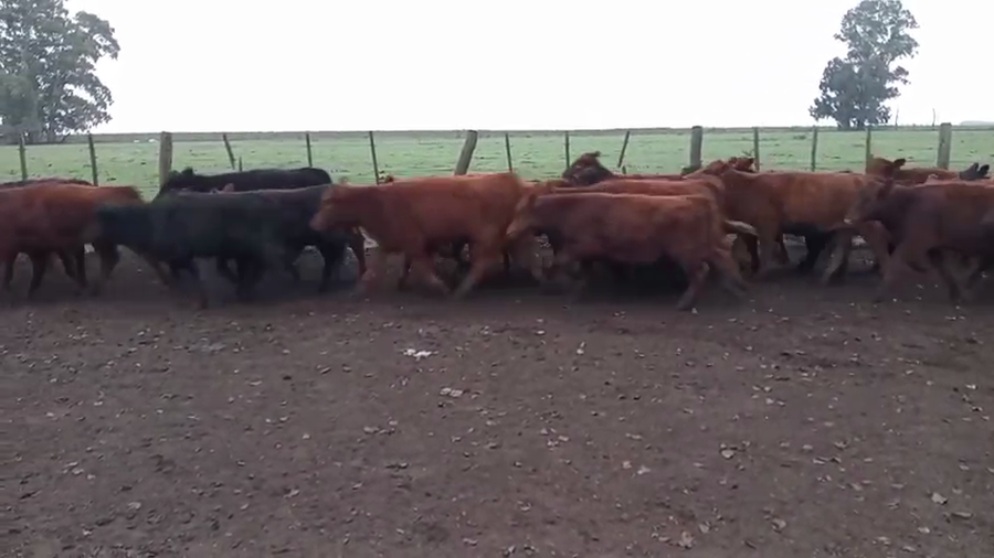 Lote 65 Terneros/as en Daireaux