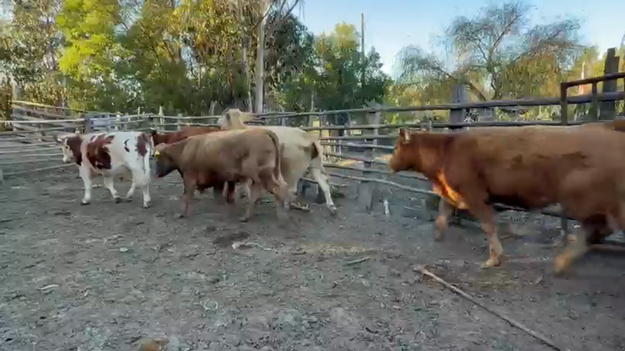 Lote 21 Novillo Engorda en Los Sauces, IX Región Araucanía