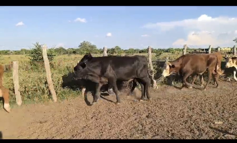 Lote 64 Novillitos en Corrientes, Curuzú-Cuatiá