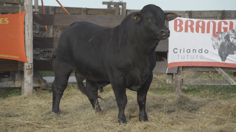 Lote TORO BRANGUS