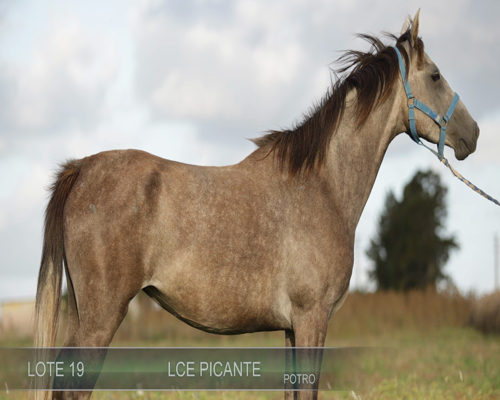 Lote LCE PICANTE