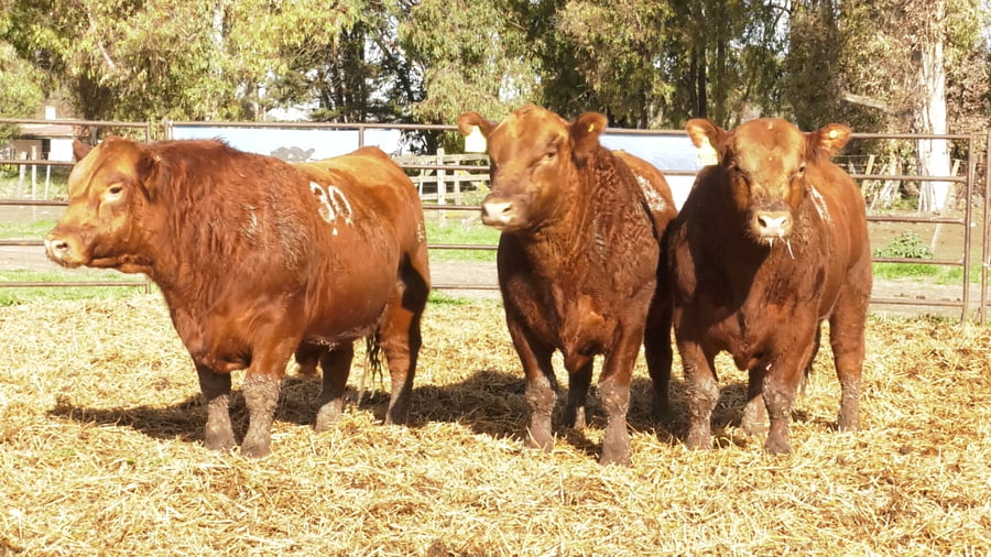 Lote TOROS ANGUS COLORADOS PC