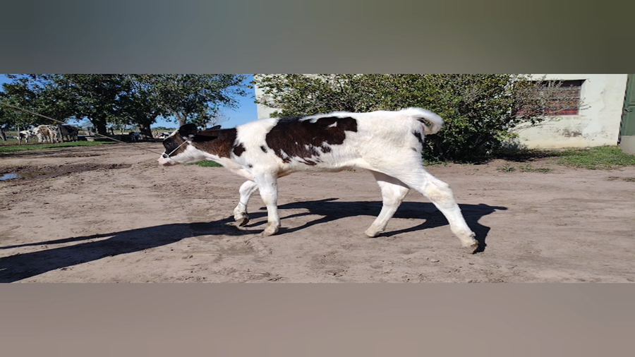 Lote Terneras - Dante albrecht  rp 167