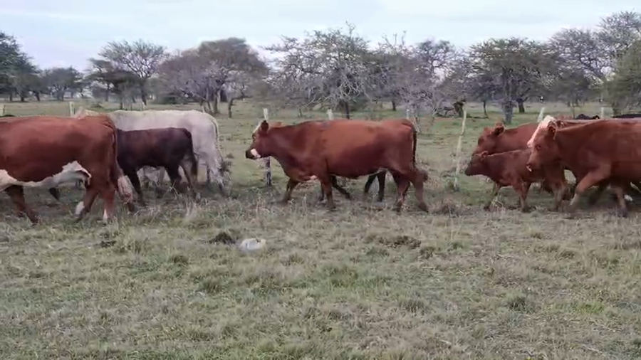 Lote 50 Vacas con Cría