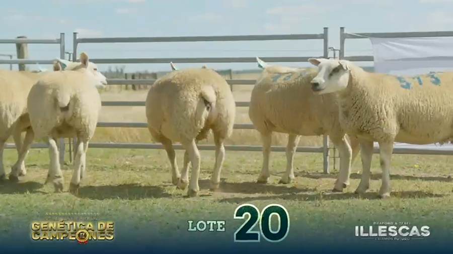 Lote LOTE 20