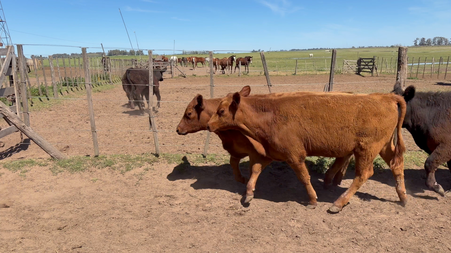 Lote 24 Terneros en Buenos Aires, 9 de Julio