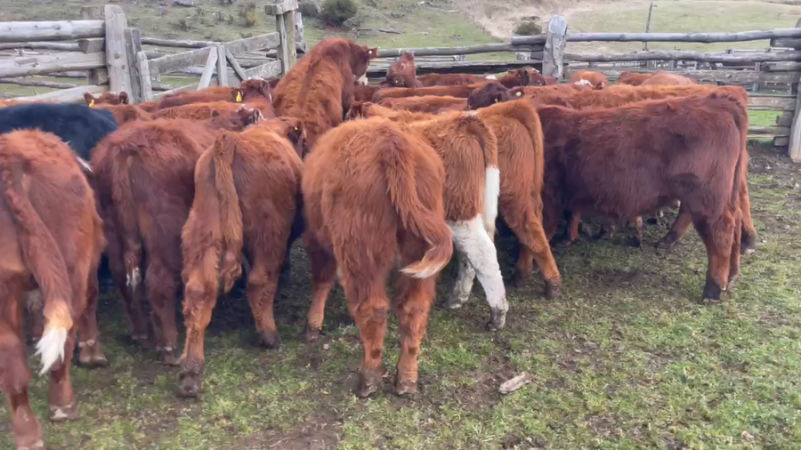 Lote 30 Ternero en Coyhaique, XI Región Aysén