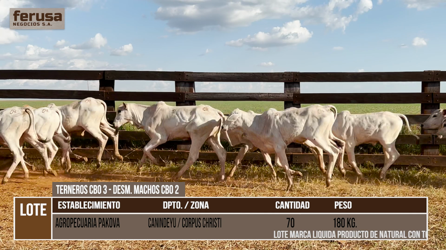 Lote LOTE 8