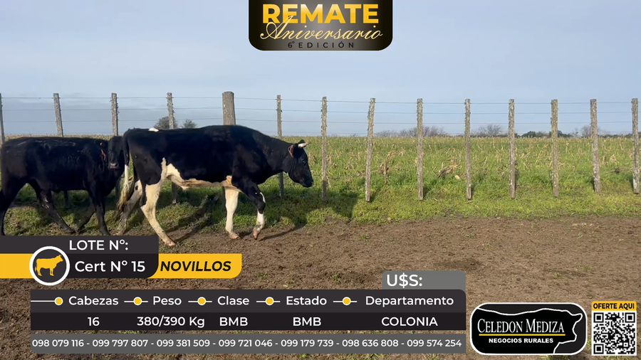 Lote 16 Novillos en Colonia