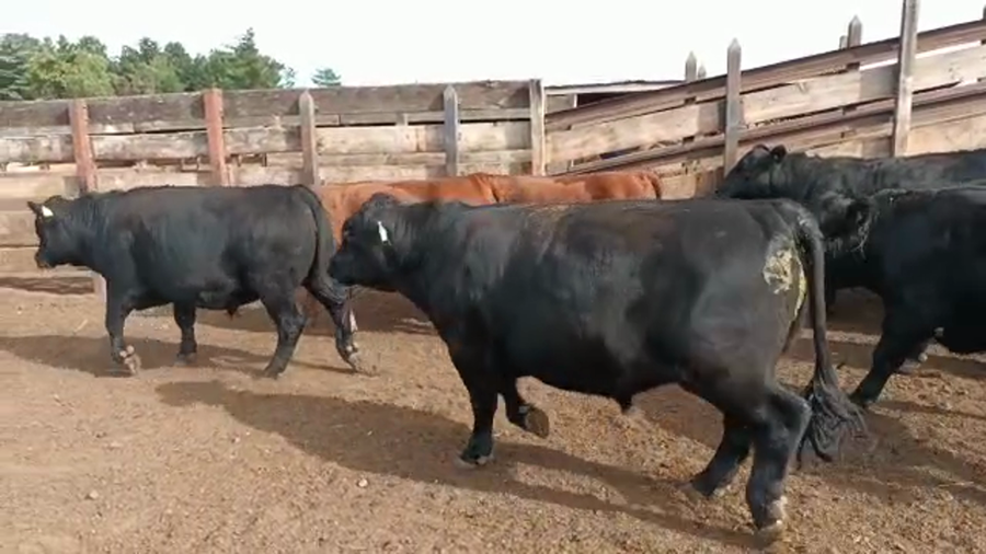 Lote 20 Novillo Gordo en Los Ángeles, VIII Región Biobío