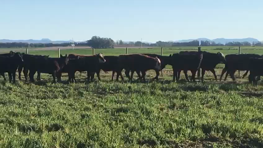 Lote 70 Terneros en Coronel Suarez, Buenos Aires