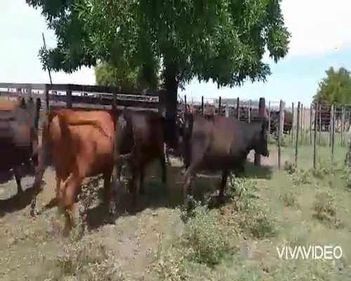 Lote 20 Vaquillonas en Gral. Paz, Buenos Aires