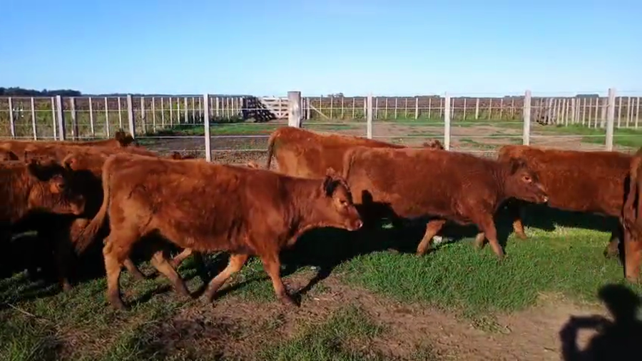 Lote 70 Terneras