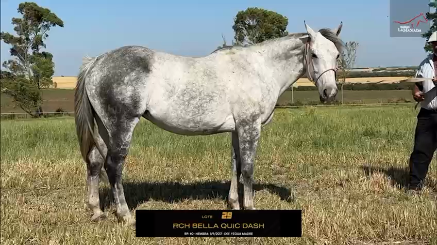 Lote RCH BELLA QUIC DASH