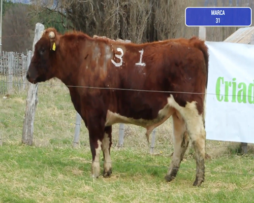 Lote 1 Toro en Coyhaique, XI Región Aysén