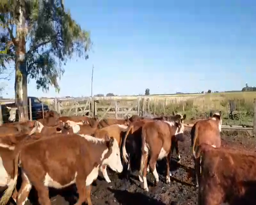 Lote 35 Terneros/as en Buenos Aires, 9 de Julio