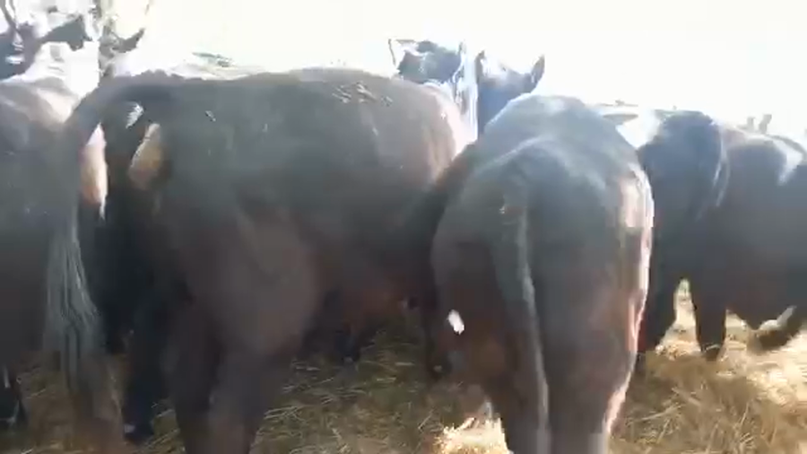 Lote "Corral 9 Vaq. AA PC ""Est. La Negra"""