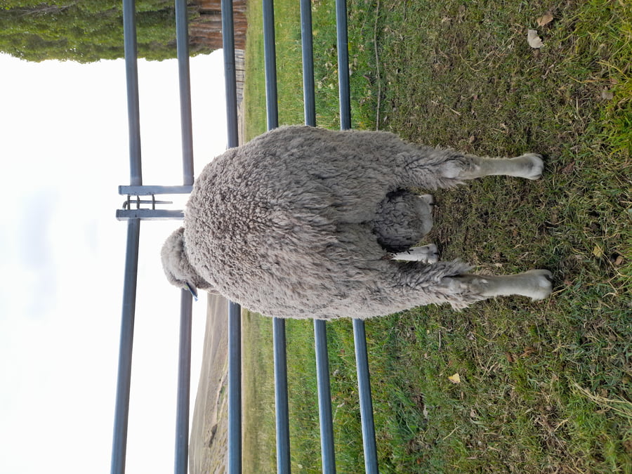 Lote Carnero TOP A, 18-0521