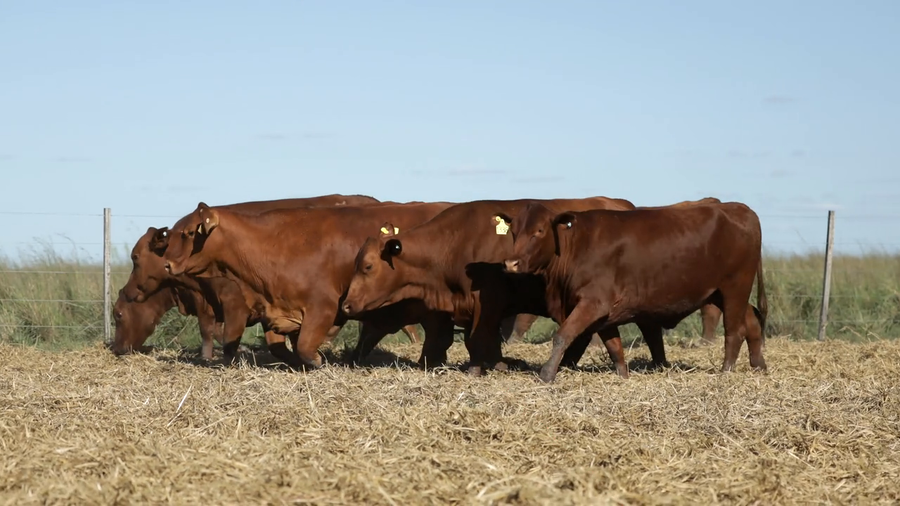 Lote Vaquilla Preñada