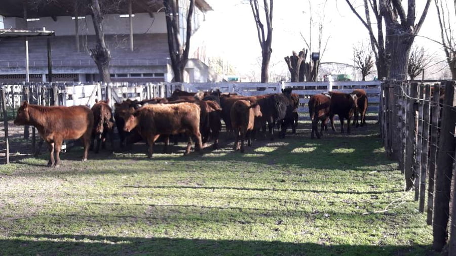Lote 27 Terneras en Gral. Lamadrid, Buenos Aires