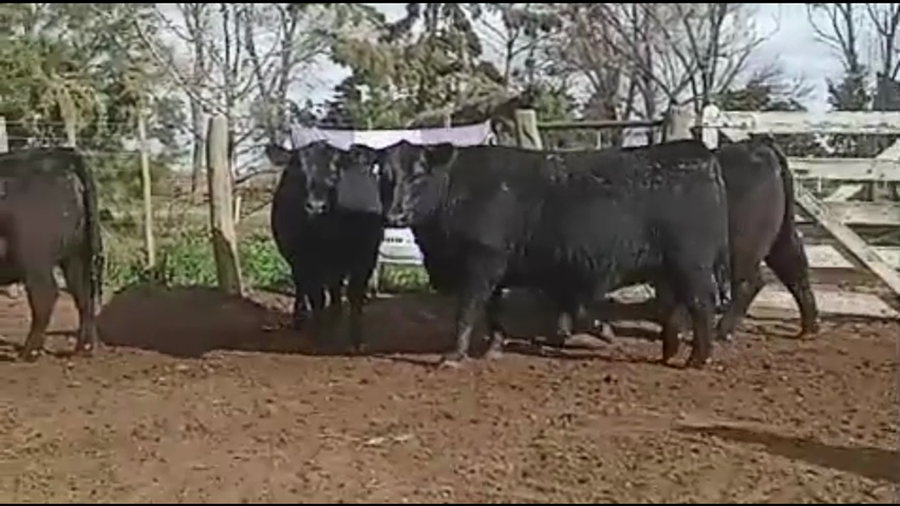 Lote Vaquillonas PC parición primavera Cabaña "El Trece" de Oscar palos